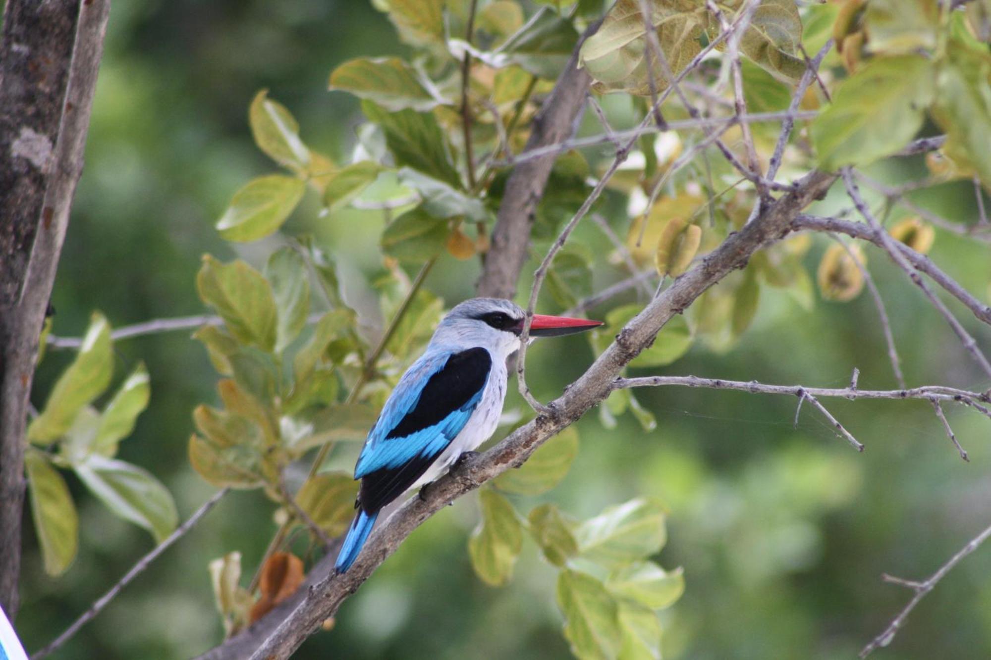פאלאבורווה Normann Safari Bush Lodge מראה חיצוני תמונה